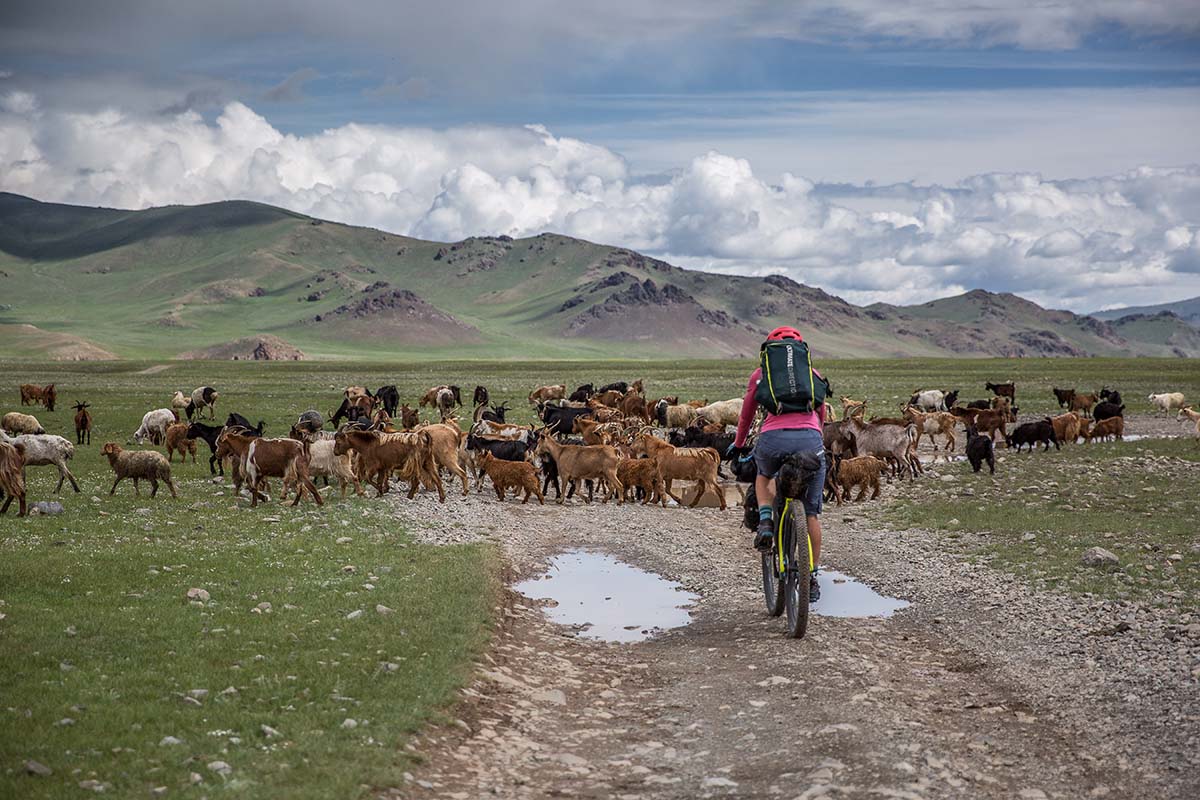 Biking in Mongolia (livestock)